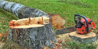 Best Tree Risk Assessment  in Wilson, PA