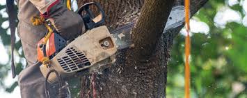 Best Commercial Tree Services  in Wilson, PA