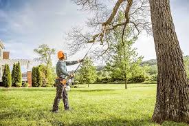 Best Tree Maintenance Programs  in Wilson, PA
