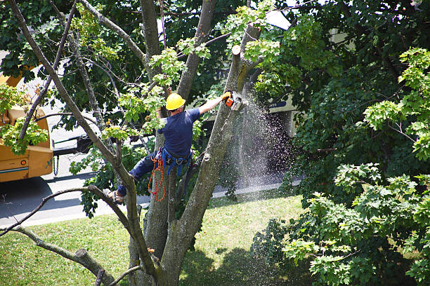 Best Lawn Pest Prevention  in Wilson, PA