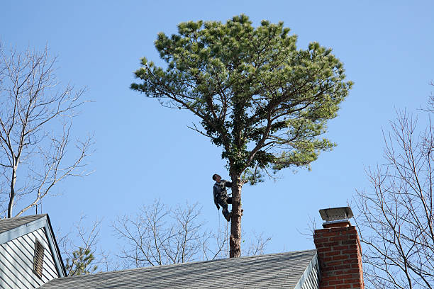 Trusted Wilson, PA Tree Care Experts