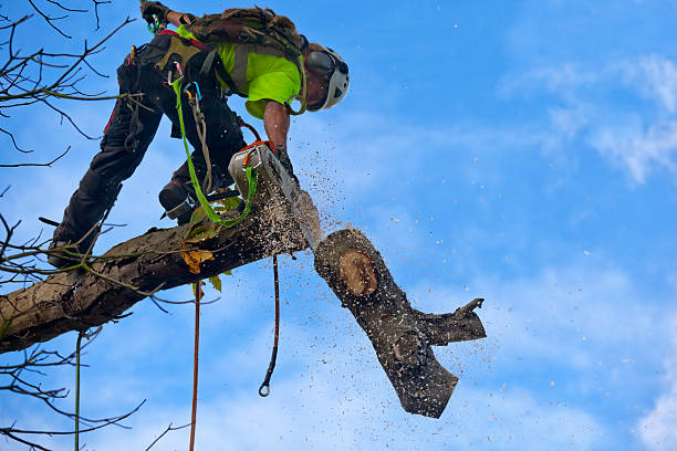 Best Emergency Tree Removal  in Wilson, PA