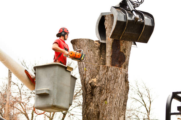 How Our Tree Care Process Works  in  Wilson, PA